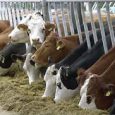 دانلود پاورپوینت استفاده از ارزیابی مدفوع  برای کمک  به تغذیه ی گاوهای شیرده ابزارهای زیادی وجود دارد که متخصصان تغذیه ممکن است از آنها برای ارزیابی و کنترل وضعیت تغذیه […]