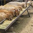 دانلود پاورپوینت اقتصاد گوسفنداری از مهمترین عواملی که پیشرفت در هر فعالیت تولیدی و اقتصادی را تضمین می کند، تلفیق دانسته های علمی با امکانات عملی است و این امر […]